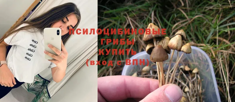 Галлюциногенные грибы Cubensis  Зверево 